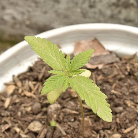 Lemon Urkel growlog timeline photo