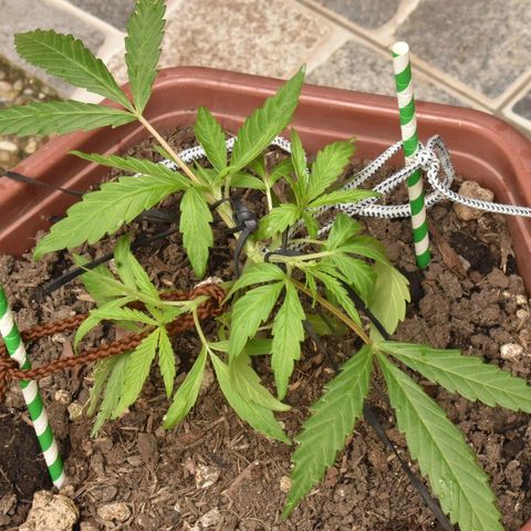 Mango growlog timeline photo