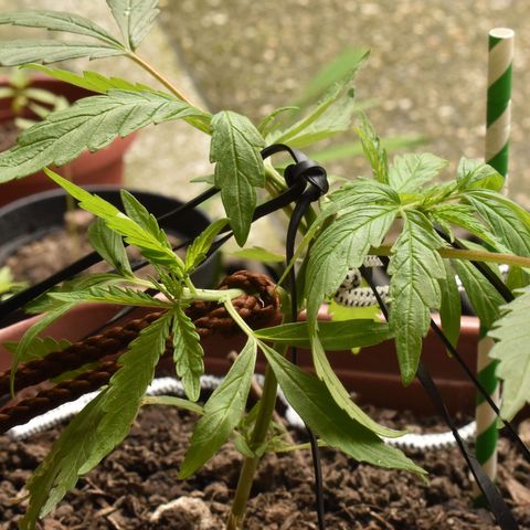 Mango growlog timeline photo