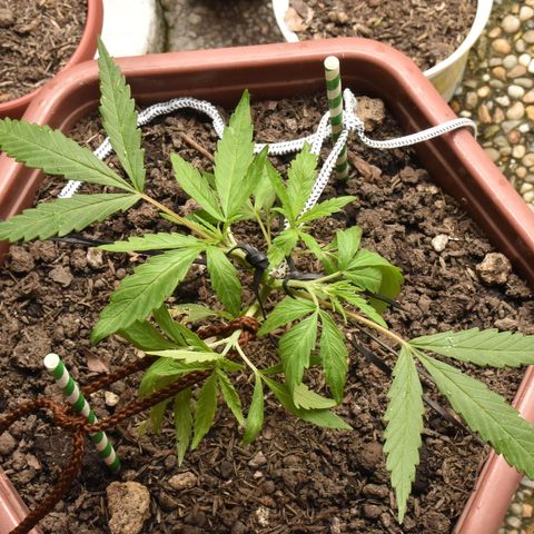 Mango growlog timeline photo