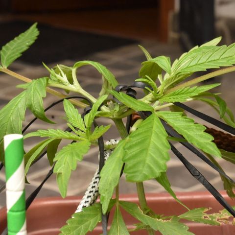 Mango growlog timeline photo