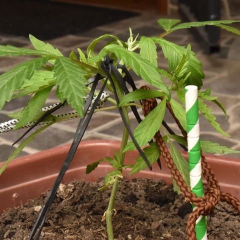 Mango growlog timeline photo