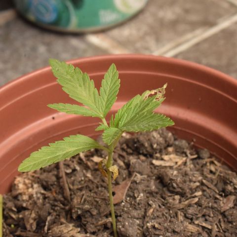 Lemon Urkel growlog timeline photo
