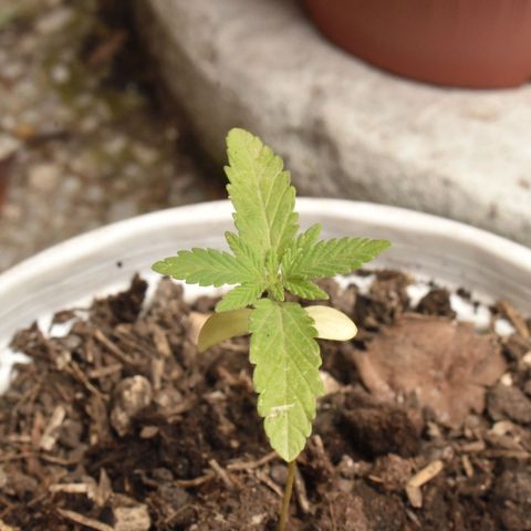 Lemon Urkel growlog timeline photo