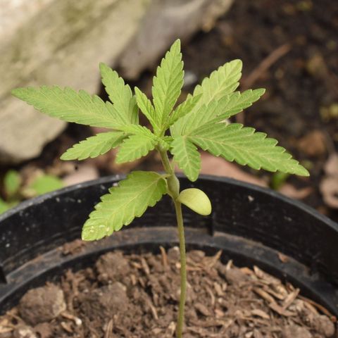Lemon Urkel growlog timeline photo