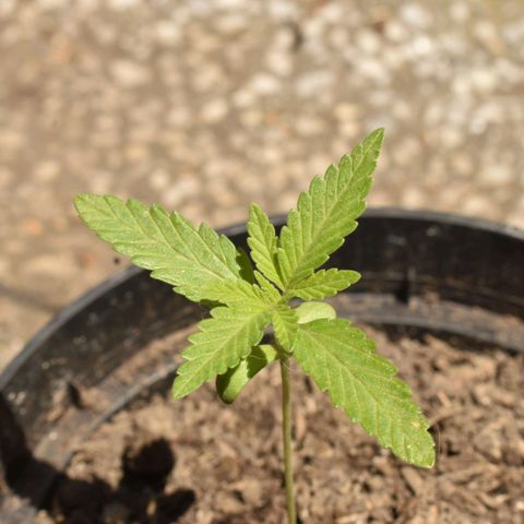 Lemon Urkel growlog timeline photo