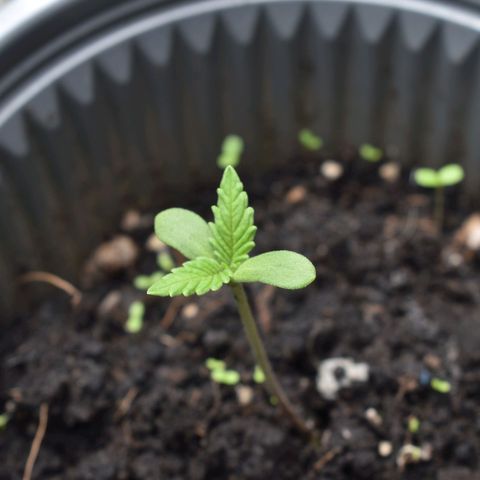 Genética desconocida growlog timeline photo