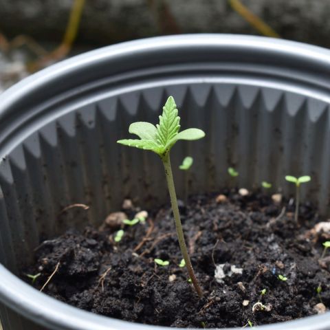 Genética desconocida growlog timeline photo