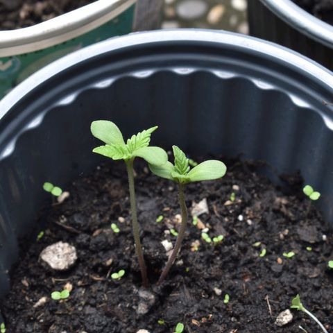 Genética desconocida growlog timeline photo