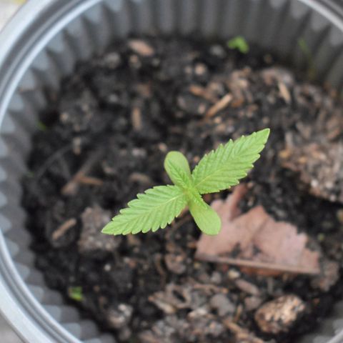 Genética desconocida growlog timeline photo