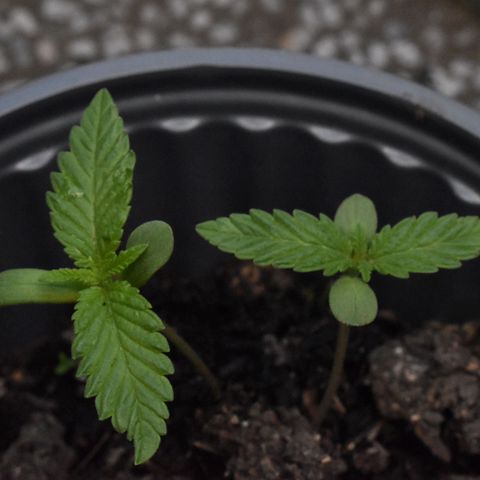 Genética desconocida growlog timeline photo