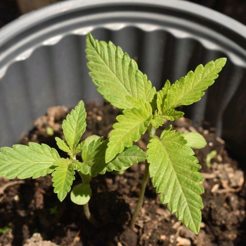 Genética desconocida growlog timeline photo