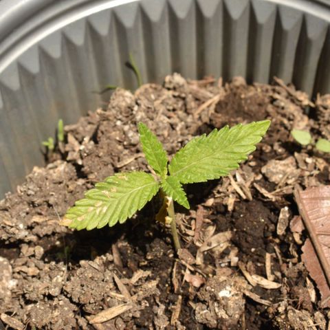 Genética desconocida growlog timeline photo