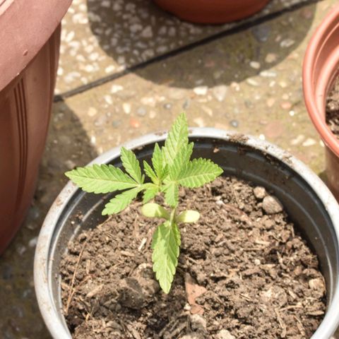 Genética desconocida growlog timeline photo