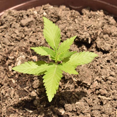 Genética desconocida growlog timeline photo