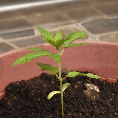 Genética desconocida growlog timeline photo