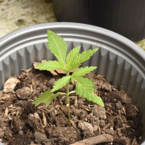 Genética desconocida growlog timeline photo