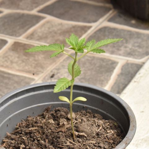 Genética desconocida growlog timeline photo