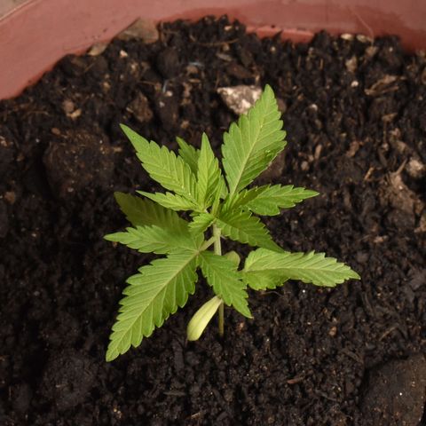 Genética desconocida growlog timeline photo