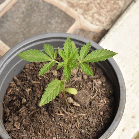 Genética desconocida growlog timeline photo