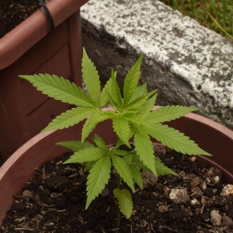 Genética desconocida growlog timeline photo
