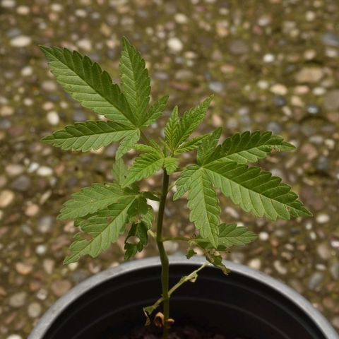 Genética desconocida growlog timeline photo