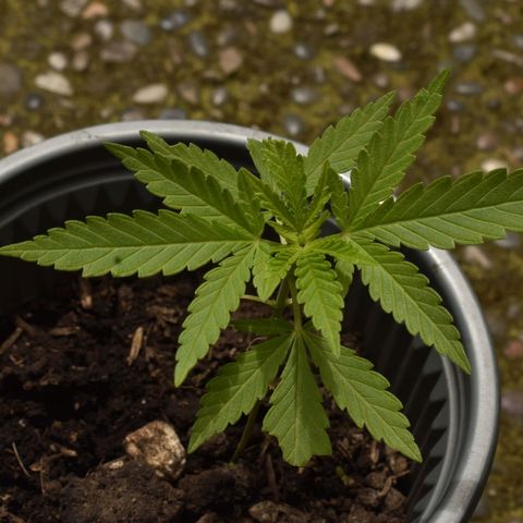 Genética desconocida growlog timeline photo