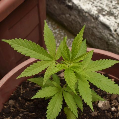 Genética desconocida growlog timeline photo