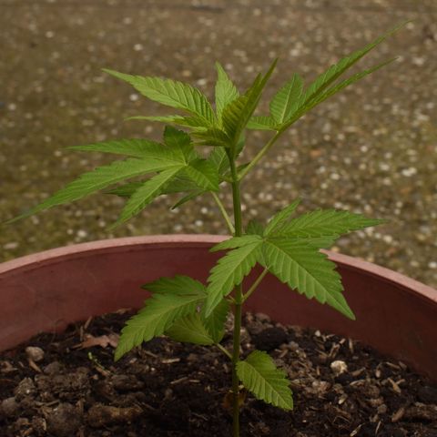 Genética desconocida growlog timeline photo