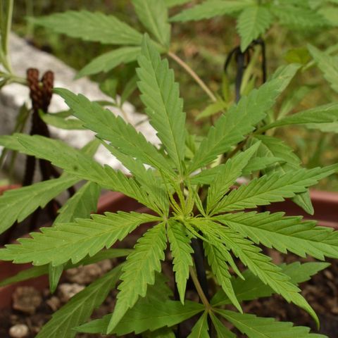 Mango growlog timeline photo