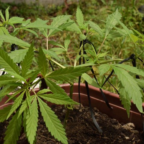 Mango growlog timeline photo