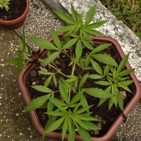 Mango growlog timeline photo