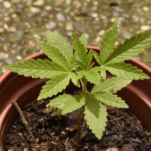 Lemon Urkel growlog timeline photo