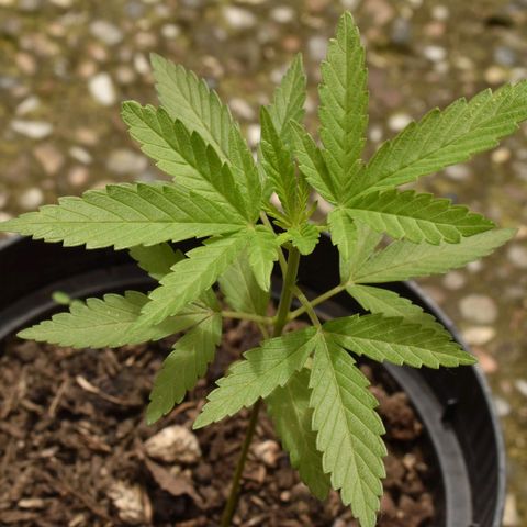 Lemon Urkel growlog timeline photo