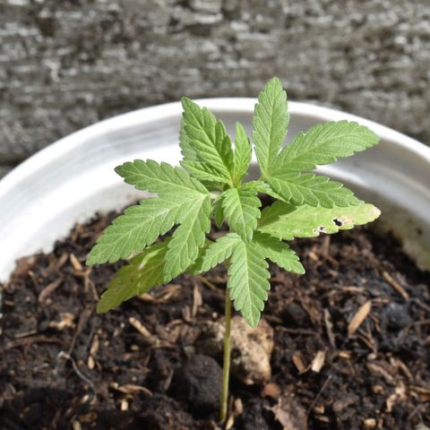 Lemon Urkel growlog timeline photo