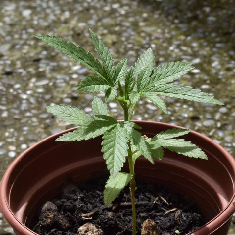 Lemon Urkel growlog timeline photo