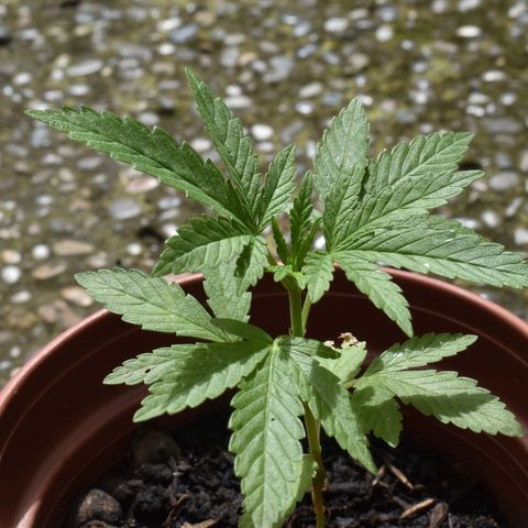 Lemon Urkel growlog timeline photo