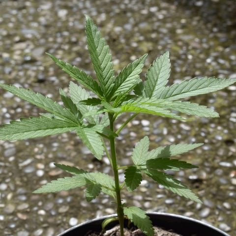 Lemon Urkel growlog timeline photo