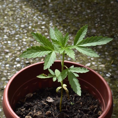 Lemon Urkel growlog timeline photo