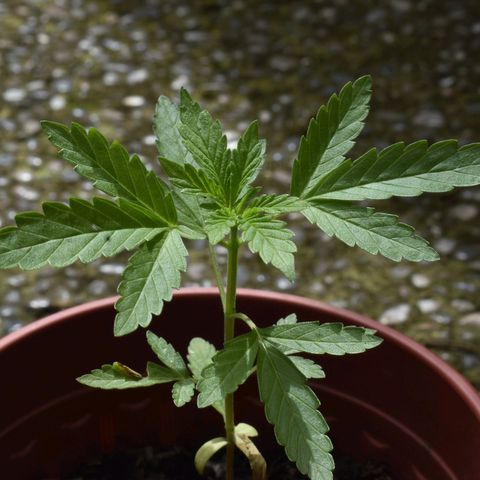 Lemon Urkel growlog timeline photo