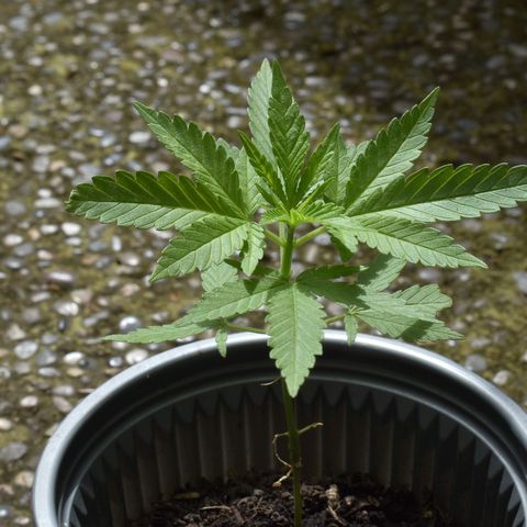 Genética desconocida growlog timeline photo