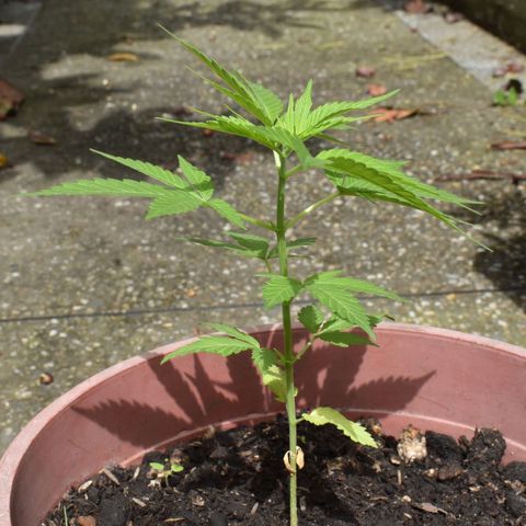 Genética desconocida growlog timeline photo