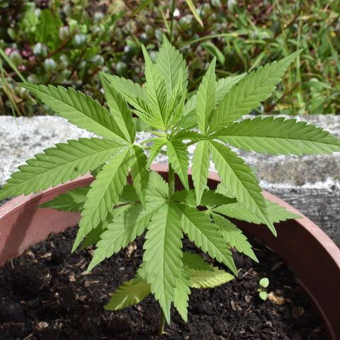 Genética desconocida growlog timeline photo