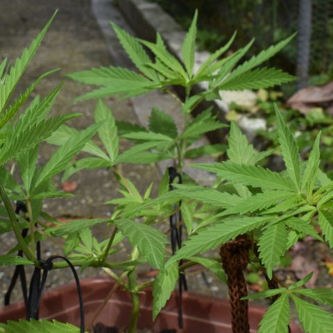 Mango growlog timeline photo