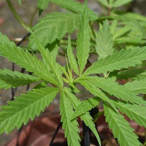 Mango growlog timeline photo
