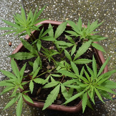 Mango growlog timeline photo