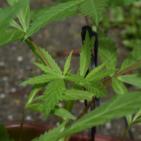 Mango growlog timeline photo