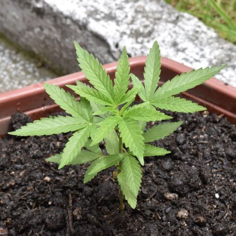 Lemon Urkel growlog timeline photo