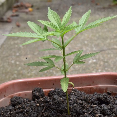Lemon Urkel growlog timeline photo