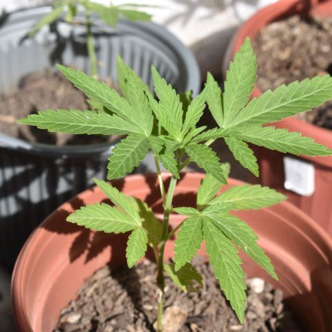 Lemon Urkel growlog timeline photo